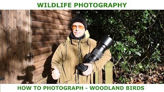 How to photograph woodland birds.