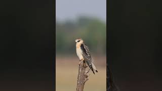 Black-winged kite observing the prey from the top #shorts #short #ytshorts #ytshort #ytshortsindia