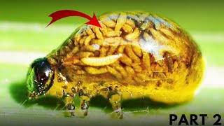 TOP 5 ANIMALS THAT HAVE SUPER POWE PART 2 #animal #top #facts