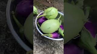 Our garden brinjals