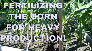 The CORN Is Knee High! Best Fertilizer To Use! | Will It Grow |