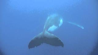 Baleine sous l'eau