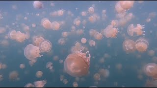 팔라우 여행 젤리피쉬레이크 밀키웨이 palau jellyfish lake and milky way