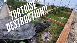 Tortoises Are DESTROYING The Greenhouse?!?!?