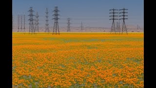 2023 Wildflowers in Lancaster Antelope Valley