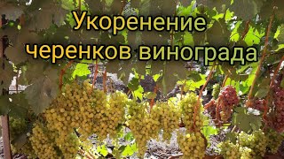 Как получить 100% результат от укоренения черенков винограда. Простой и эффективный способ.