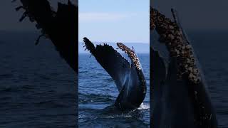 ضخامة الحوت الأزرق 🐳سبحان الله العظيم #الحوت_الازرق #صوت_الحوت_الازرق #الحوت #whales #bluewhale #fyp