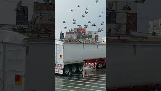 Hungry Pigeons stealing Grain🐔 #kenworth #kenworthtruck #grain #pigeons