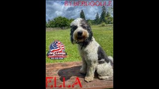 Ella | Doodle | Best Trained Dogs of OR | Portland OffLeash K9 Training