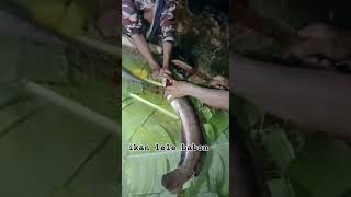 Ikan lele babon...‼️#shortsviral #mancing #shortsvideo