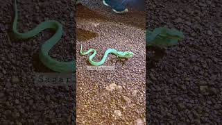 #pitviper #korba #chhattisgarh #sagar_sahu_0 #shorts #snake #youtubeshorts #viral #trending #new