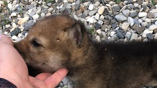 ВОЛК НА ПРОГУЛКЕ 🐺 /ЧЕЧЕНЕЦ С ВОЛКОМ /ВОЛК И ЧЕЧЕНЕЦ /ВОЛК НАПАЛ НА ХОЗЯИНА  /ВОЛК БЕГАЕТ ЗА МНОЙ