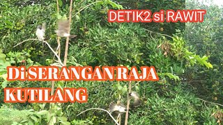 mikat burung kutilang di serang RAJA KUTILANG||MIKAT BURUNG kutilang bikin dek dekan