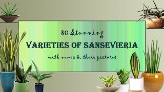 30 Stunning varieties of SNAKE PLANT | Beautiful Hardy Outdoor & Indoor plant | Types of Sansevieria