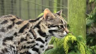 Leopard Cat, Axe Valley Wildlife Park (7th March 2020)