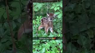 Stray baby puppy found behind fence