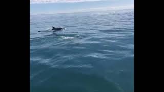 Graven uns quants dofins davant de la costa de l'Ampolla