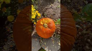 #shorts #squirrel #pumpkin #nature Squirrel is Eating my Pumpkin