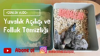 Yuvalık Açılışı ve Hızlı Folluk Temizliği Yaptım