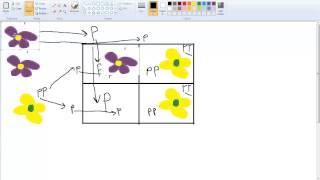 Genetics I. Patterns of Inheritance