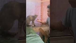 #catlover #kucing #pusa #cat #shortsvideo #shorts #viral #lovelycats #cutecat #kitten