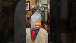 Pakita el loro hablando