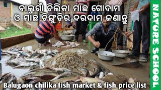 Balugaon chilika fish market and fish prawn crab price list