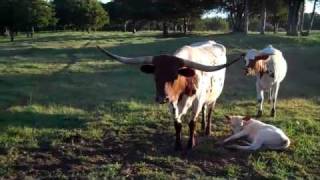 Fancy Texas Longhorns For Sale