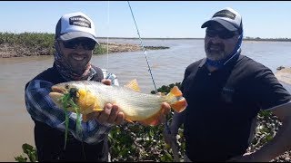 Pesca en el rio PARANA  de MUCHOS DORADOS con MOSCA