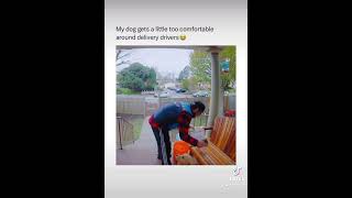 Dog falls over with mailman #funny #memes #dogs