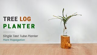 Tree Log Planter | Single Test Tube planter | DIY Plant Propagation