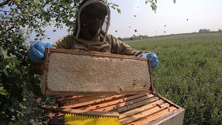 Will this be the end of my 2023 beekeeping season?  #beekeeping #homesteading