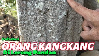 PAHATAN ORANG KANGKANG DI LERENG PANDAN