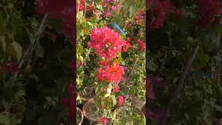 Bougainvillaea Flowers #flowers #viral #satisfying #shortsviral #plants #pinterest