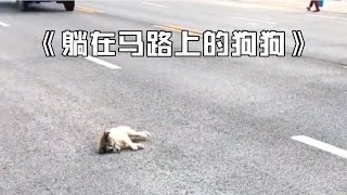 流浪狗躺在马路上，男子想把它捡起来埋掉，没想到它竟然还活着！ 【一笑汪吖】