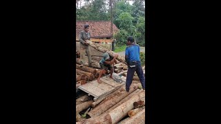 protes keras mang Uus!!! trio wekk wekk bongkar kayu akor/akasia.. part#2