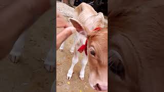 Baby cow