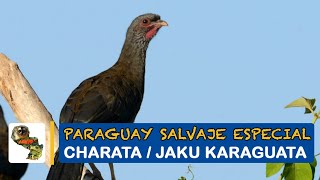 Paraguay Salvaje Especial: Charata