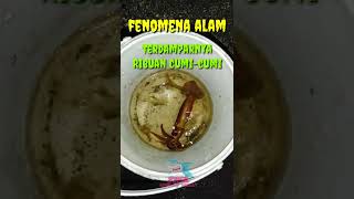 Fenomena Alam | Terdamparnya Ribuan Cumi-cumi