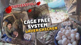 Free range layer farm |PHILIPPINES: mini Free range chicken farm: cage free!