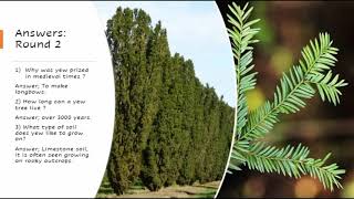 LEAF Tree Facts Quiz - Birch, Rowan, Yew & Juniper