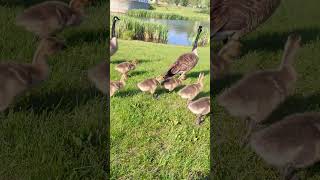 the geese are marching #edmonton