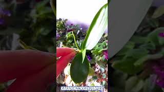 Phal. Equatris Pink keikim #cicek #orchid #orchid #orchids #plants #orkide #shortvideo #flowers