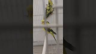 Black Wing Hagoromo Obbaline #budgies #breeding #hagoromo #blackwing