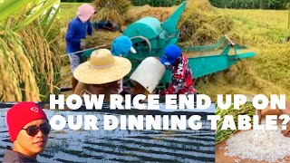 HOW RICE END UP IN OUR DINNING TABLE?