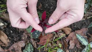 Trillium