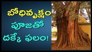 బోధివృక్షం పూజతో దక్కే ఫలం   Advantages of Worshiping Bodhi Tree   Mana Devullu