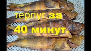 Терпуг копченый СУПЕР за 40 минут!!!