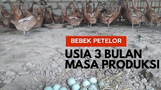 UPDATE HASIL TELOR BEBEK 150 EKOR STELAH 3 BLN MASUK KANDANG