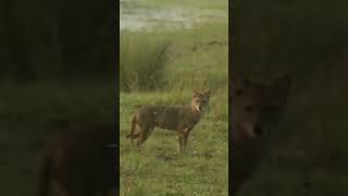 Golden Jackal #shorts